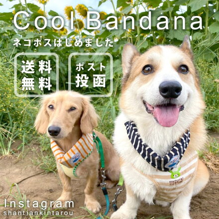 楽天市場 クーポンでお得 ネコポス発送 犬 夏 熱中症対策 クールバンダナ クールネック クールバンド 小型犬 中型犬 大型犬 涼しい かわいい ひんやりソフトジェル クールバンダナ 冷えひえボーダー Ll ポンポリース ポンポリース 楽天市場店