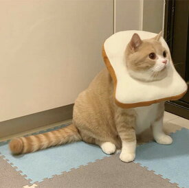 送料無料 エリザベスカラー 猫 パン トースト 食パン 全5サイズ 猫用エリザベスカラー 犬 犬用 ペット ウェア おしゃれ 猫グッズ 小型犬 犬グッズ ソフト 引っ掻き防止 去勢手術 介護 クッション 軽量 手術 傷 保護 足 舐め防止 楽天海外通販 jc-1682-gg 海外通販