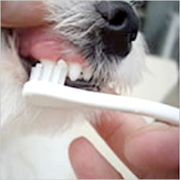 楽天市場】【ゆうパケットOK(メール便)】犬口ケア 歯ブラシ Small Head 犬 ドッグ ペット お手入れ用品 グッズ 歯石除去 歯ブラシ はみがき : プードルチャンネル楽天市場店 楽天市場】【ゆうパケットOK(メール便)】犬口ケア 歯ブラシ Small Head 犬 ドッグ ペット お手入れ用品 グッズ 歯石除去 歯ブラシ はみがき : プードルチャンネル楽天市場店