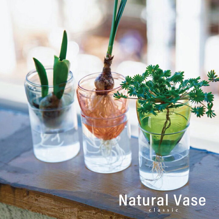 楽天市場 Natural Vase クラシック シンプル ガラス 花瓶 一輪挿し ミニ花瓶 透明 ピンク ブルー グリーン 小さい コンパクト 水耕 水耕栽培 球根 水栽培 観葉植物 多肉植物 小さな ガラス 小さめ インテリア 雑貨 フラワーベース オシャレ 母の日 誕生日 贈り物