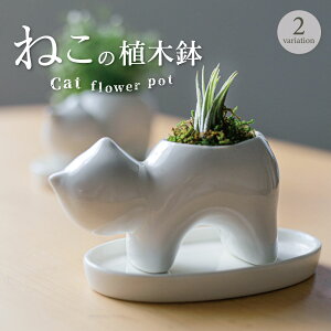 y˂̃~jAؔz˂ Aؔ |bg t[|bg   ˂ L v[g  L^    A    蕨 a v[g 낢 L