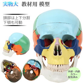 ◆楽天1位◆ 頭蓋骨 模型 カラー 人体模型 頭蓋骨 実物大 可動式 頭がい骨 頭模型 分解可能 配色 頭蓋 標本 歯模型 骨格 歯科 耳鼻科 眼科 整骨院 教材 送料無料