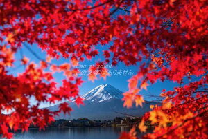 y{̕i|XgJ[hzxmRƍgtƌ1@@nKL tHgJ[h yY photo by matya1234's