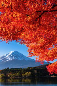 y{̕i|XgJ[hzxmRƍgtƌ4@@nKL tHgJ[h yY photo by matya1234's