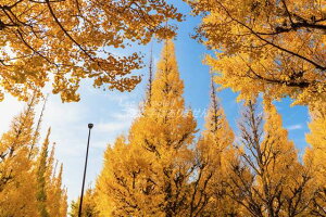 y{̕i|XgJ[hzs_{C`E؁@1@nKL tHgJ[h yY photo by matya1234's