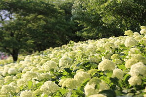 y{̕i|XgJ[hAIRzʌ̔zԂ2020NJ̗tnKL͂ photo by MIRO