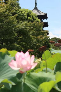 y{̕i|XgJ[hzs{ssɐĂ@ƌ܏dnKL͂ photo by MIRO