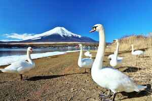 y{̕i|XgJ[hLac et Soleilz̕xmRƔ5̗t͂nKL Be/YOSHIO IWASAWA