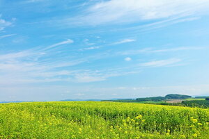 y{̕i|XgJ[hLac et SoleilzkCSlƍ؂̉Ԕ̗t1͂nKL Be/YOSHIO IWASAWA