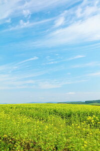 y{̕i|XgJ[hLac et SoleilzkCSlƍ؂̉Ԕ̗t2͂nKL Be/YOSHIO IWASAWA