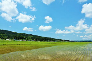 y{̕i|XgJ[hLac et SoleilzHc@Ɠcڕi1̂͂nKL Be/YOSHIO IWASAWA