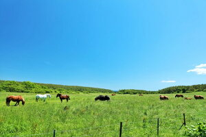 y{̕i|XgJ[hLac et Soleilz XkSʑK@n1̂͂nKL(yYɂ) Be/YOSHIO IWASAWA