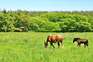 y{̕i|XgJ[hLac et Soleilz XkSʑK@n2̂͂nKL(yYɂ) Be/YOSHIO IWASAWA