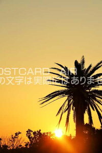 y{̃|XgJ[hAIRza̎R@[ƃV̖؂̂͂nKLt Be/YOSHIO IWASAWA