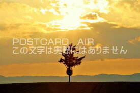 【日本の風景ポストカードAIR】北海道　メルヘンの丘　夕暮れ夕日の木のはがきハガキ葉書 撮影/YOSHIO IWASAWA