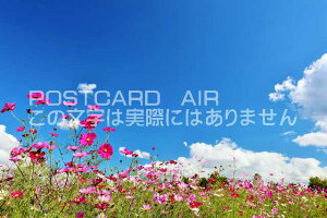 y{̕i|XgJ[hAIRzH̐ƃRXX̂͂nKLt Be/YOSHIO IWASAWA