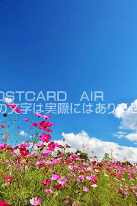 y{̕i|XgJ[hAIRzH̐ƃRXX̂͂nKLt Be/YOSHIO IWASAWA