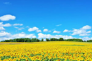 y{̕i|XgJ[hAIRzkC@Ђ܂蔨̂͂nKLt Be/YOSHIO IWASAWA