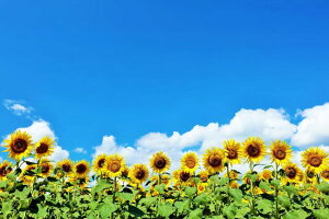 y{̕i|XgJ[hAIRzkC@Ђ܂蔨̂͂nKLt4 Be/YOSHIO IWASAWA