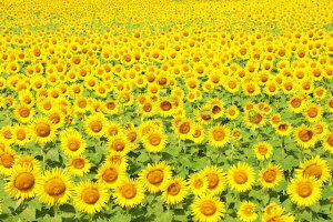 y{̕i|XgJ[hAIRzkC@Ђ܂蔨̂͂nKLt6 Be/YOSHIO IWASAWA