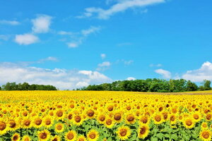 y{̕i|XgJ[hAIRzkC@Ђ܂蔨̂͂nKLt7 Be/YOSHIO IWASAWA