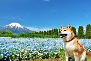 y{̕i|XgJ[hLac et SoleilzxmRƃltBƎČ̂͂nKLt Be/YOSHIO IWASAWA