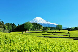 y{̕i|XgJ[hAIRzxmRƐV΂̒̂͂nKLt Be/YOSHIO IWASAWA