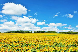 y{̕i|XgJ[hAIRzkC@Ђ܂蔨̂͂nKLt2 Be/YOSHIO IWASAWA