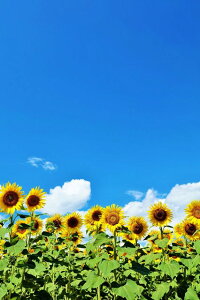 y{̕i|XgJ[hAIRzkC@Ђ܂蔨̂͂nKLt5 Be/YOSHIO IWASAWA