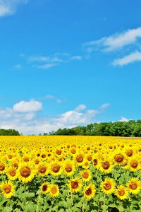 y{̕i|XgJ[hAIRzkC@Ђ܂蔨̂͂nKLt8 Be/YOSHIO IWASAWA