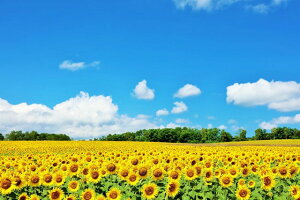 y{̕i|XgJ[hAIRzkC@Ђ܂蔨̂͂nKLt9 Be/YOSHIO IWASAWA