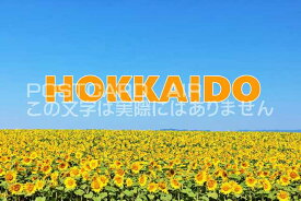 【日本のポストカードAIR】「HOKKAIDO」北海道の向日葵の風景のはがきハガキ葉書 撮影/YOSHIO IWASAWA