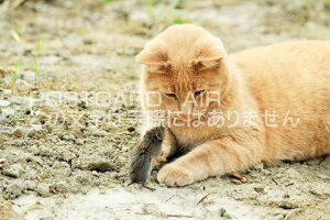 yJi_̕i|XgJ[hAIRzLƃlY~̂͂nKLt Be/YOSHIO IWASAWA