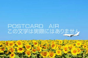 y{̃|XgJ[hAIRzkC@Ђ܂蔨Ɣs@̂͂nKLt Be/YOSHIO IWASAWA