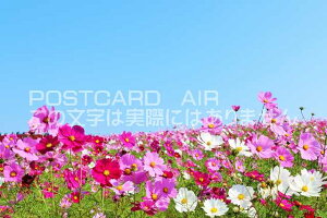 y{̃|XgJ[hAIRz錧@ЂȂCl@H̃RXX̕î͂nKLt Be/YOSHIO IWASAWA