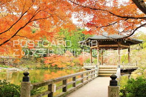 y{̃|XgJ[hAIRzt@H̐cR̕î͂nKLt Be/YOSHIO IWASAWA