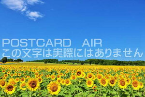 y{̕i|XgJ[hzkC@Ă̐ƖĴЂ܂肽̂͂nKLt Be/YOSHIO IWASAWA