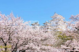 【日本の風景ポストカード】兵庫県姫路市姫路城と桜のはがきハガキ葉書 撮影/YOSHIO IWASAWA