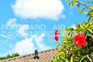 y{̕i|XgJ[hz@Ă̐ƃnCrXJX̂͂nKLt Be/YOSHIO IWASAWA