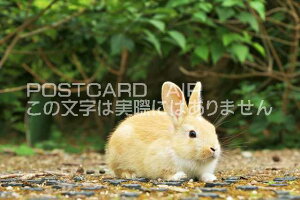 y{̕i|XgJ[hzL@v쓇̂̂͂nKLt Be/YOSHIO IWASAWA