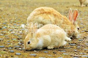 y{̕i|XgJ[hzL@v쓇̂̂͂nKLt Be/YOSHIO IWASAWA