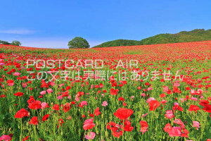 y{̕i|XgJ[hAIRzʌʂ̍ӂꂠq̃|s[̂͂nKLt Be/kazukiatuko