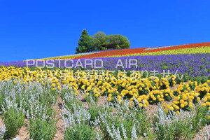 y{̕i|XgJ[hAIRzkCxǖ@̃t@[̂͂nKLt Be/kazukiatuko