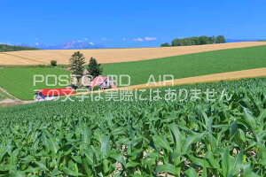 �y���{�̕��i�|�X�g�J�[�hAIR�z�k�C�����l����i�Ԃ������̂���u�̂͂����n�K�L�t�� �B�e/kazukiatuko