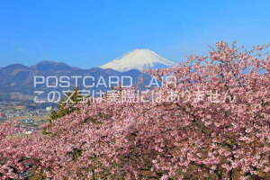 y{̕i|XgJ[hAIRz_ސ쌧xmRƂ܂܂̂͂nKLt Be/kazukiatuko