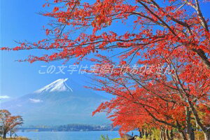 y|XgJ[hLac et SoleilzR͌΂̍gtƕxmR2018N3̃nKLt Be/kazukiatuko