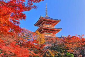 y{̕i|XgJ[hzssEYOd̂͂nKLt Be/kazukiatuko