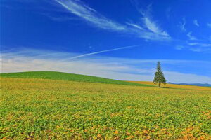 y{̕i|XgJ[hzĂ̖kCll̋uNX}Xc[̂͂nKLt Be/kazukiatuko