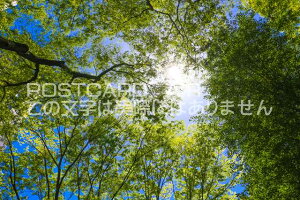 y{̕i/̃|XgJ[hzsVh搼VhrQ̗΂͂nKL photo by MIRO