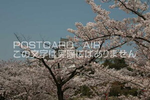 y{̕i^PH̃|XgJ[hzɌPHsPĤ͂nKL photo by MIRO